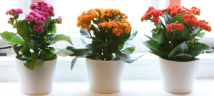 kalanchoe